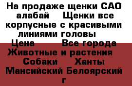 На продаже щенки САО (алабай ). Щенки все корпусные с красивыми линиями головы . › Цена ­ 30 - Все города Животные и растения » Собаки   . Ханты-Мансийский,Белоярский г.